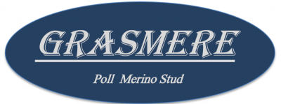 Grasmere Poll Merino Stud